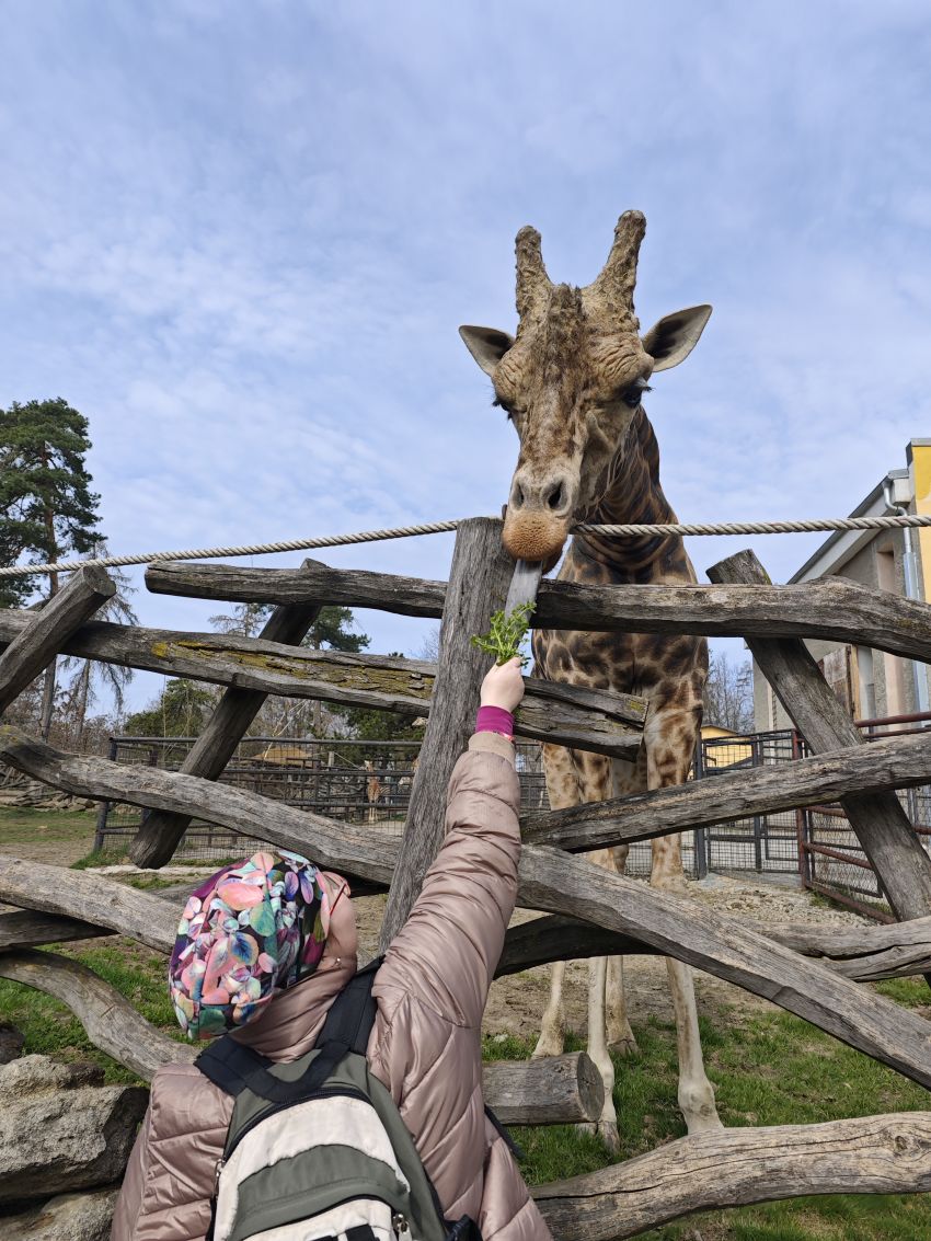 klientka krmí žirafu v olomoucké zoo