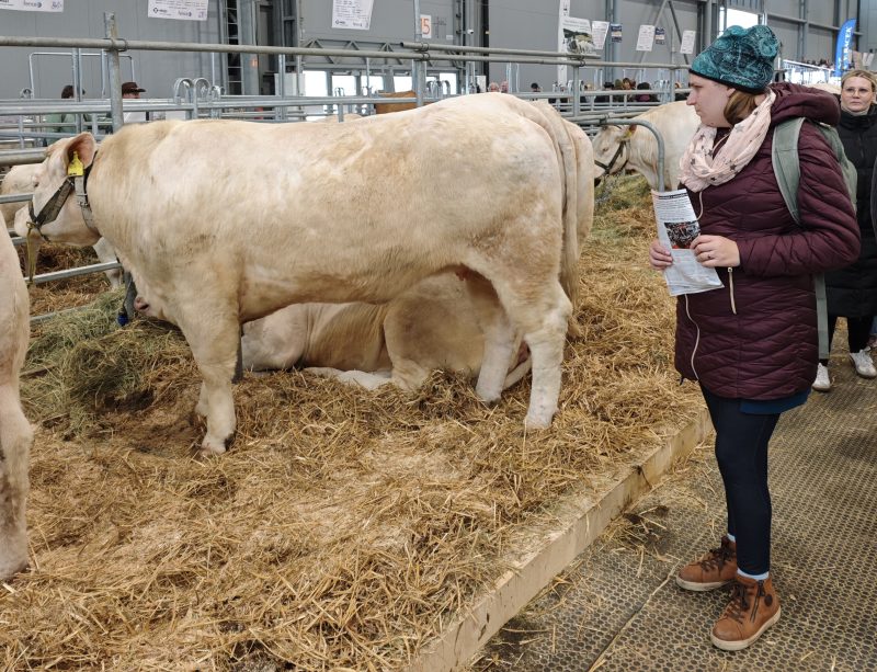 klientka na výstavě krav na Agrishow