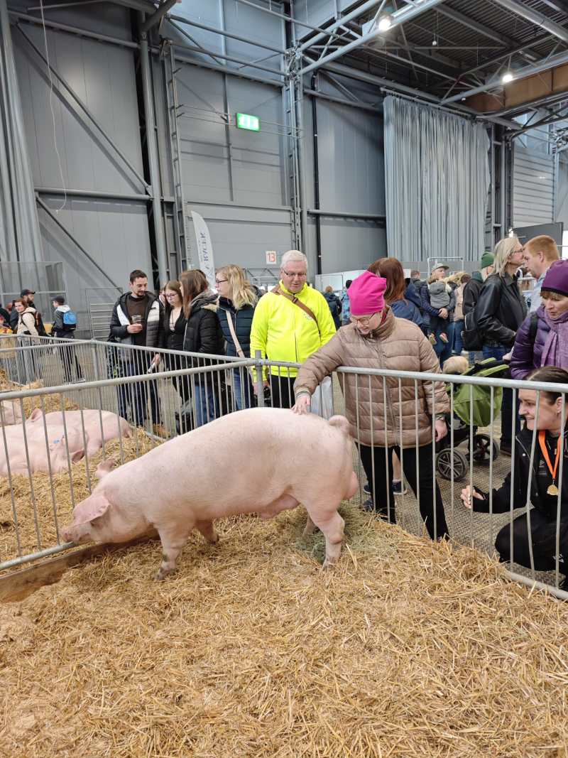 klientka si hladí prase na výstavě Agrishow