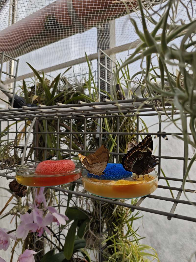 motýli ve skleníku MENDELU