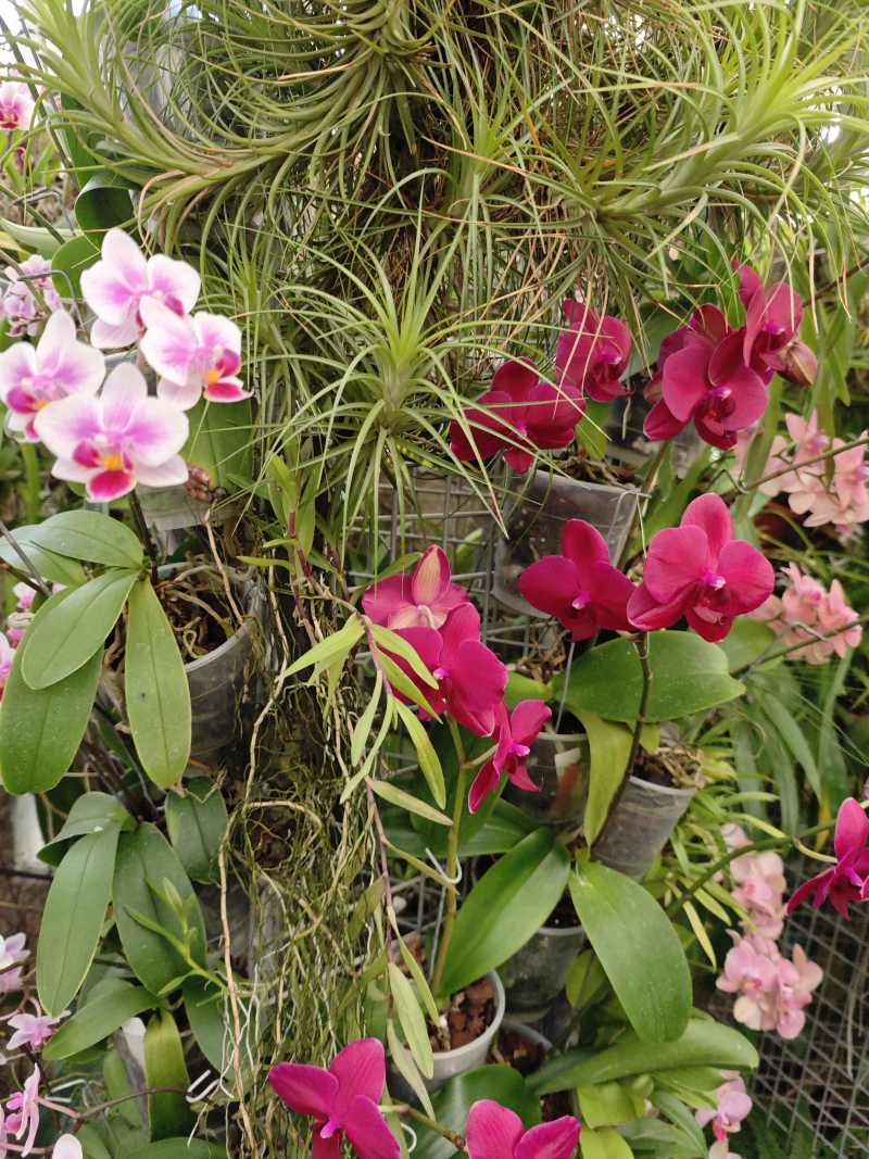 orchideje ve skleníku MENDELU